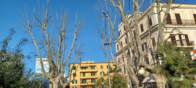 Nuovi abbattimenti, altri 30 pini da tagliare