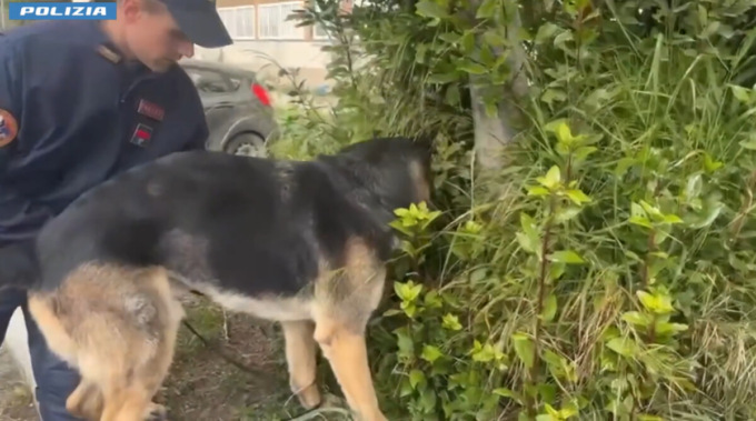 Droga nascosta nell’erba, otto arresti