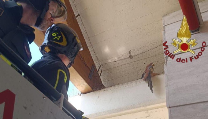 Falco salvato dai Vigili del Fuoco
