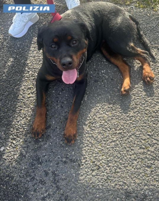 Finiscono in autostrada, coppia di rottweiler salvati dalla Polizia