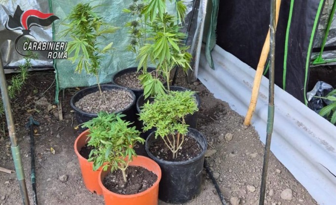 Piante di cannabis in casa e in giardino, arrestato dai carabinieri