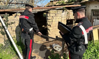Maltrattamento di animali, i controlli dei  Carabinieri