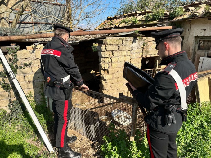 Maltrattamento di animali, i controlli dei  Carabinieri