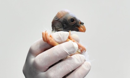 Al Bioparco per la prima volta è avvenuta la rara nascita di un avvoltoio Papa