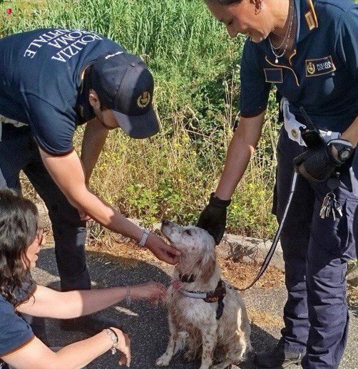 Salvato cane finito in un canale