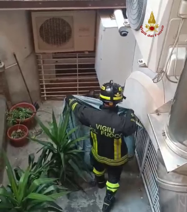 Salvato un giovane falco pellegrino
