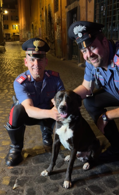 Rischiava di essere investito, cane salvato dai Carabinieri