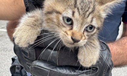 Gattino salvato nel motore dell’auto. Ora ha una nuova mamma