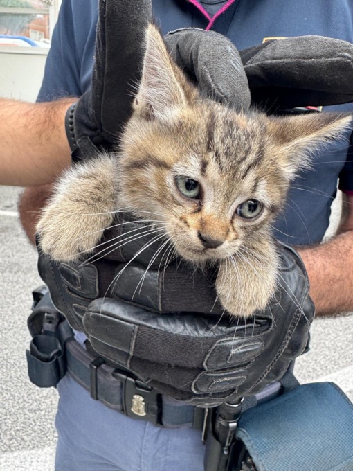 Gattino salvato nel motore dell’auto. Ora ha una nuova mamma