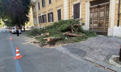Albero cade in viale Giuseppe Mazzini, nessun ferito