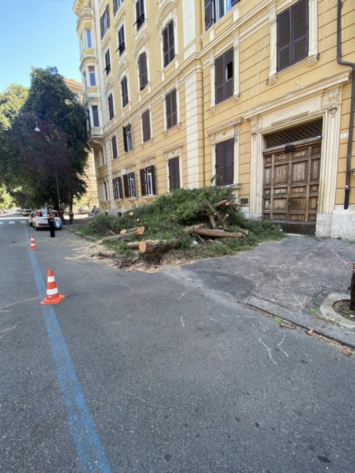 Albero cade in viale Giuseppe Mazzini, nessun ferito