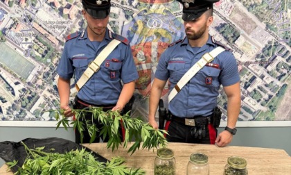 Blitz antidroga, sette arresti in poche ore. Un 69enne coltivava marijuana sul balcone