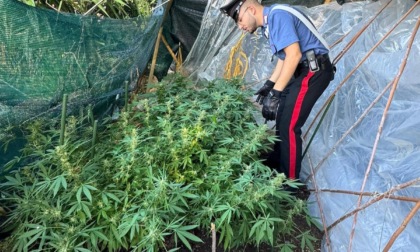 Piante di marijuana in casa, due arresti
