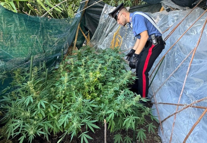 Piante di marijuana in casa, due arresti