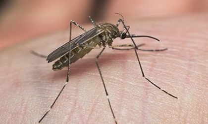 Il virus "West Nile", e' allarme nel Lazio