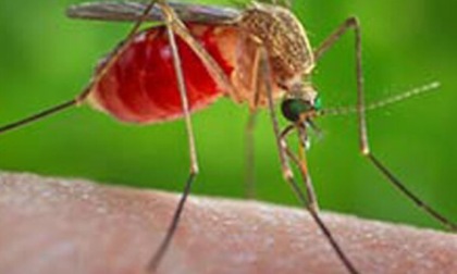 West Nile, test esteso a tutti i donatori di sangue nel Lazio