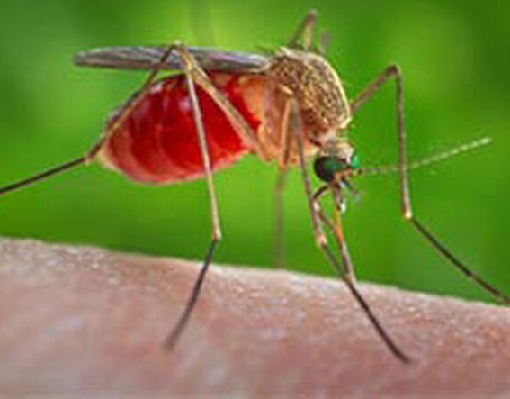 West Nile, primo caso nella capitale