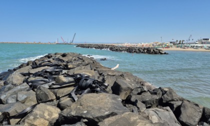 Mareggiata disperde cinghie di gomma del nuovo porto: al via il recupero