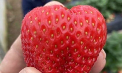 La Favetta di Terracina, una eccellenza agroalimentare del territorio