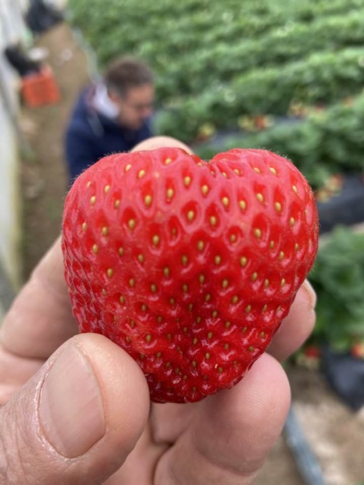 La Favetta di Terracina, una eccellenza agroalimentare del territorio