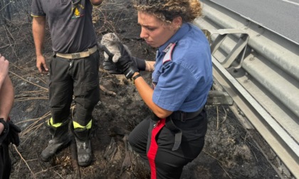 Incendio sulla complanare, salvato un gattino