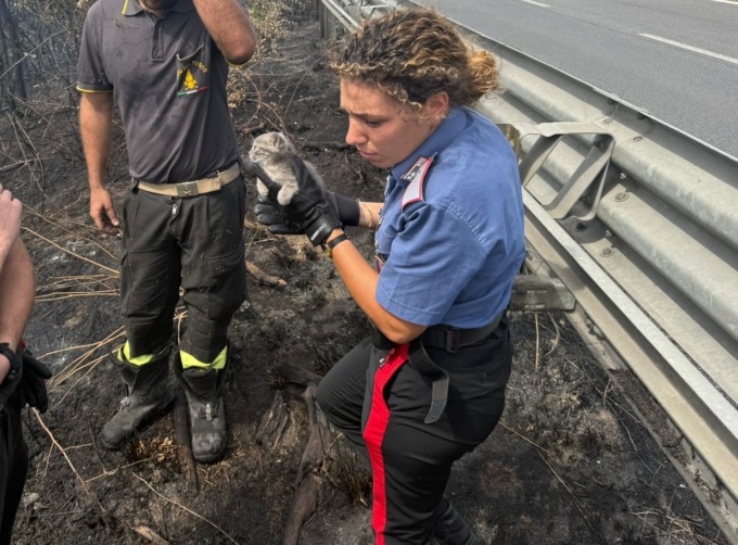 Incendio sulla complanare, salvato un gattino