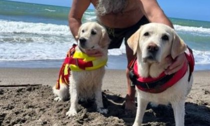 Travolto dalla corrente, cani bagnino salvano un 59enne