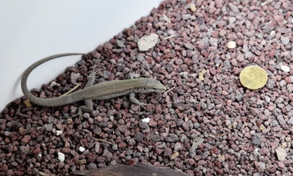 Al Bioparco sono nate 52 rarissime lucertole
