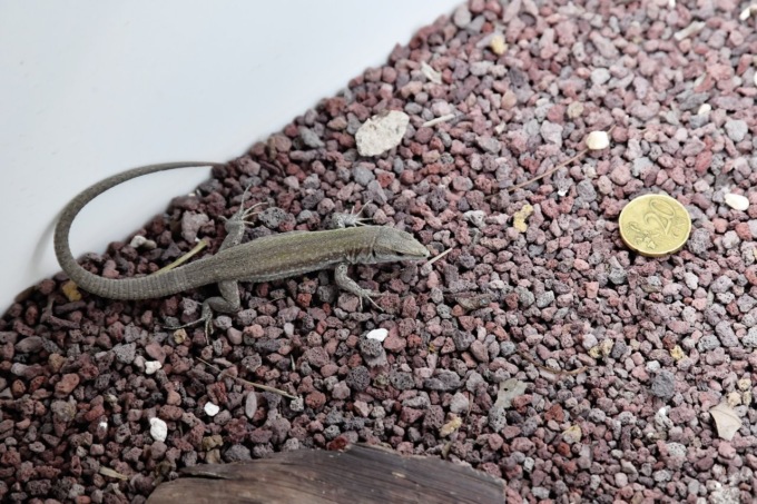 Al Bioparco sono nate 52 rarissime lucertole