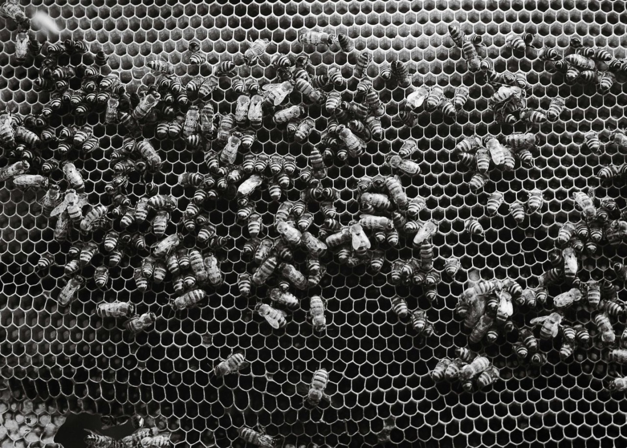 “Migrazioni”: al Museo di Roma in Trastevere la fotografia latinoamericana