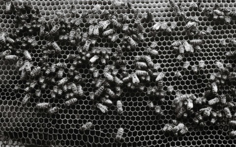 “Migrazioni”: al Museo di Roma in Trastevere la fotografia latinoamericana