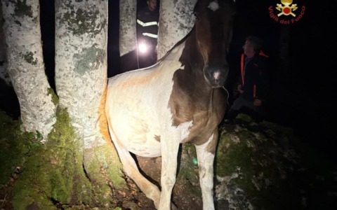 Cavallo incastrato tra gli alberi nel bosco, salvato dai vigili del fuoco