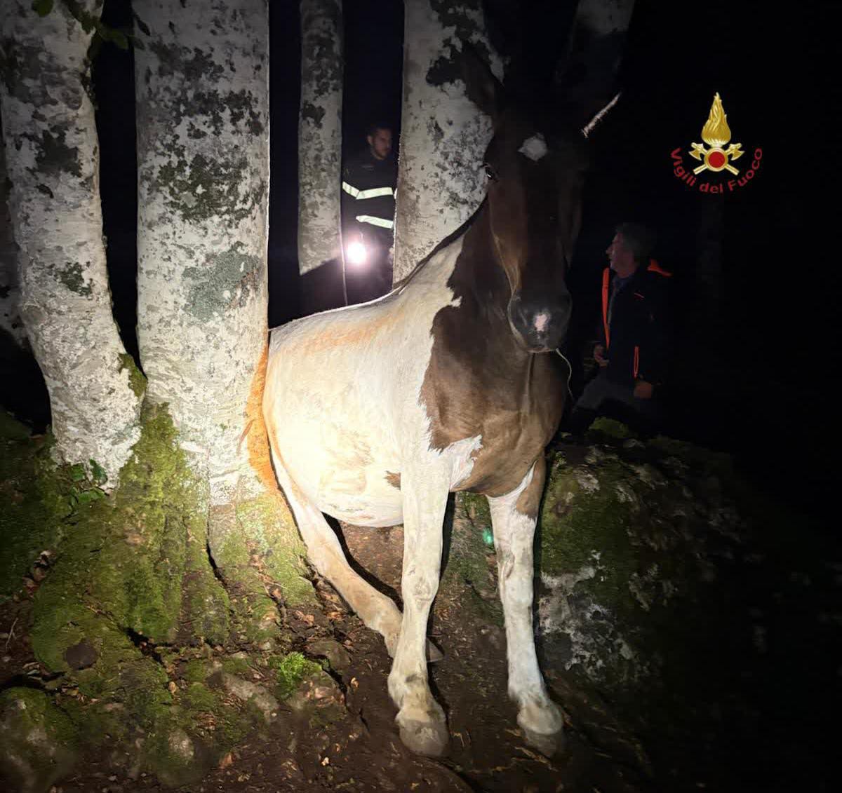 Cavallo incastrato tra gli alberi nel bosco, salvato dai vigili del fuoco