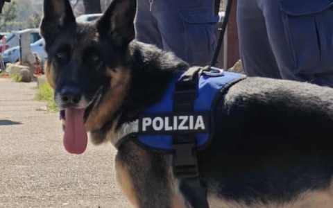 Dalle cantine alle suole delle scarpe, i nascondigli della droga fiutati da Argo