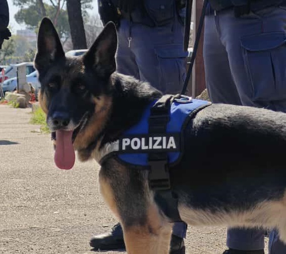 Dalle cantine alle suole delle scarpe, i nascondigli della droga fiutati da Argo