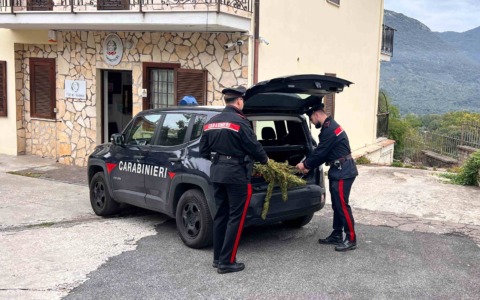 Pensionato coltivava marijuana in casa, arrestato