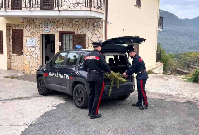 Pensionato coltivava marijuana in casa, arrestato