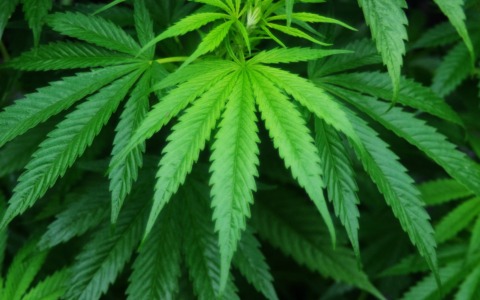 Tre quintali di marjuana coltivata in giardino, denunciato un 60enne