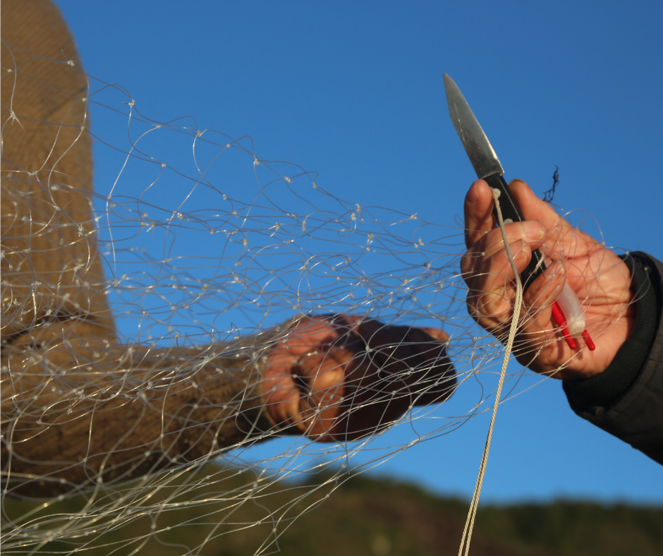 Al via la prima edizione del Festival del Pescato Locale