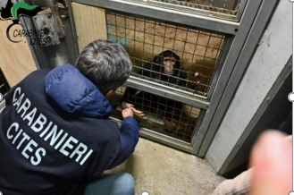 Arriverà al Bioparco lo scimpanzè detenuto illegalmente a Catania