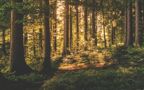 Cadavere trovato nei boschi: possibile collegamento con l’anziano scomparso a settembre