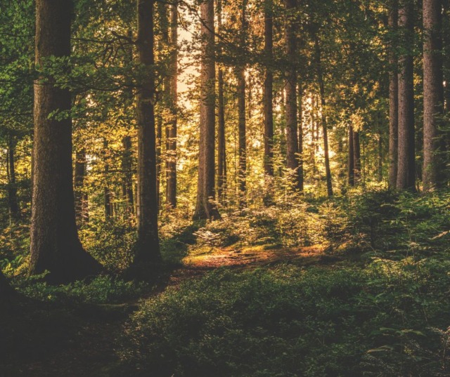 Cadavere trovato nei boschi: possibile collegamento con l’anziano scomparso a settembre