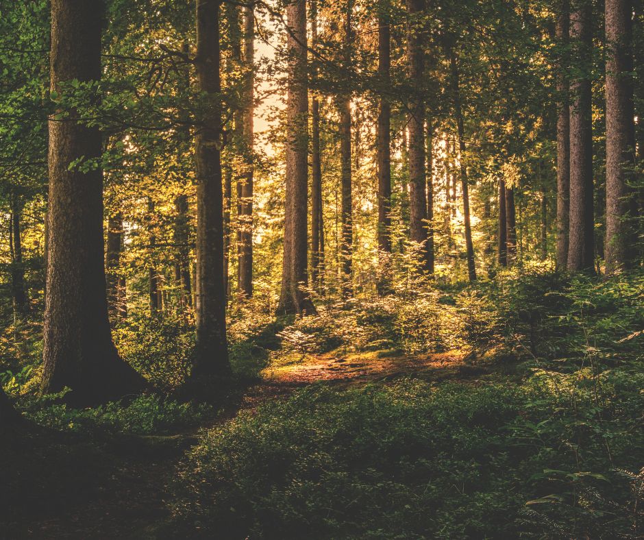 Cadavere trovato nei boschi: possibile collegamento con l’anziano scomparso a settembre