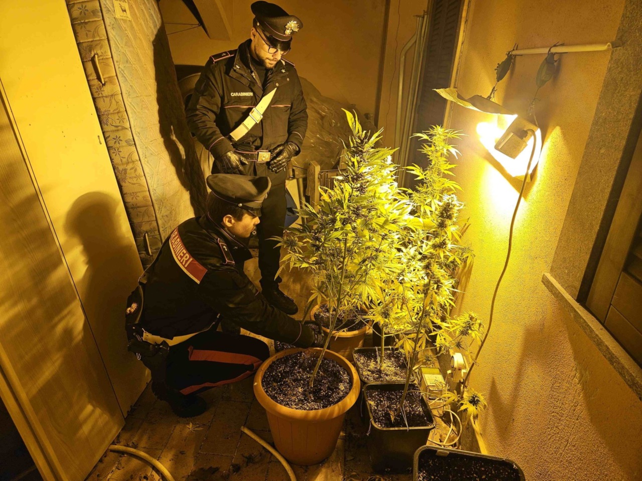 15 piante di marijuana, arrestato un uomo e denunciate madre e sorella