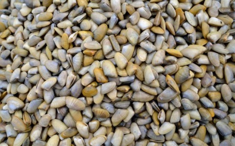 Telline con la Salmonella, vietato il  consumo e la vendita