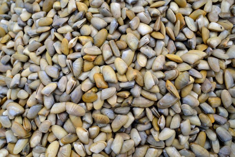 Telline con la Salmonella, vietato il  consumo e la vendita