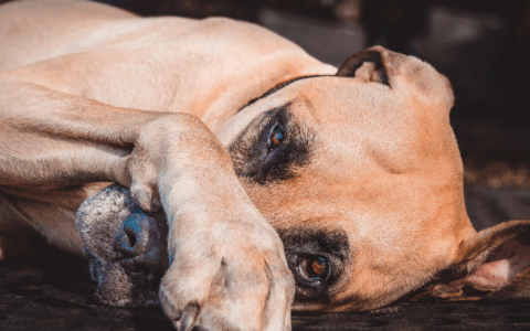 Crescono le cessioni di animali durante le feste, l’appello a un’adozione consapevole