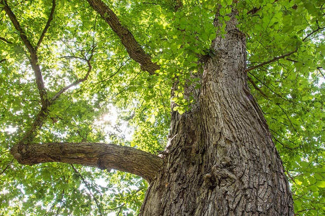Forest for Rome, inaugurati due nuovi boschi didattici