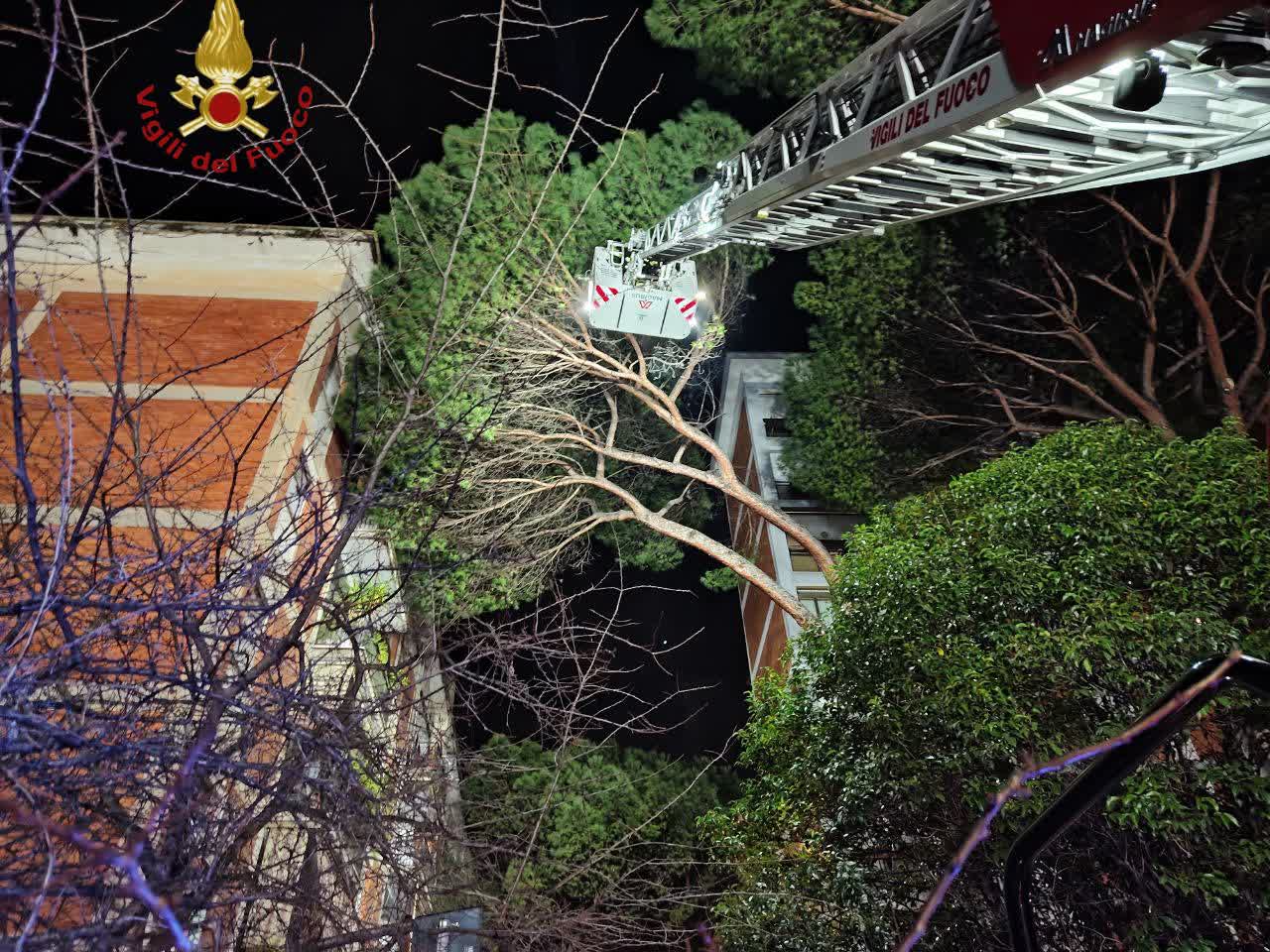 Maltempo nella Capitale e ai Castelli Romani, pino di 30 metri cade su un palazzo