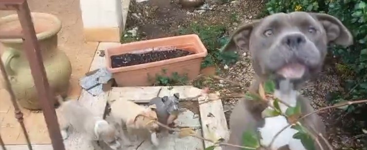 Mamma pitbull e sei cuccioli abbandonati tra i rifiuti, denunciati i proprietari
